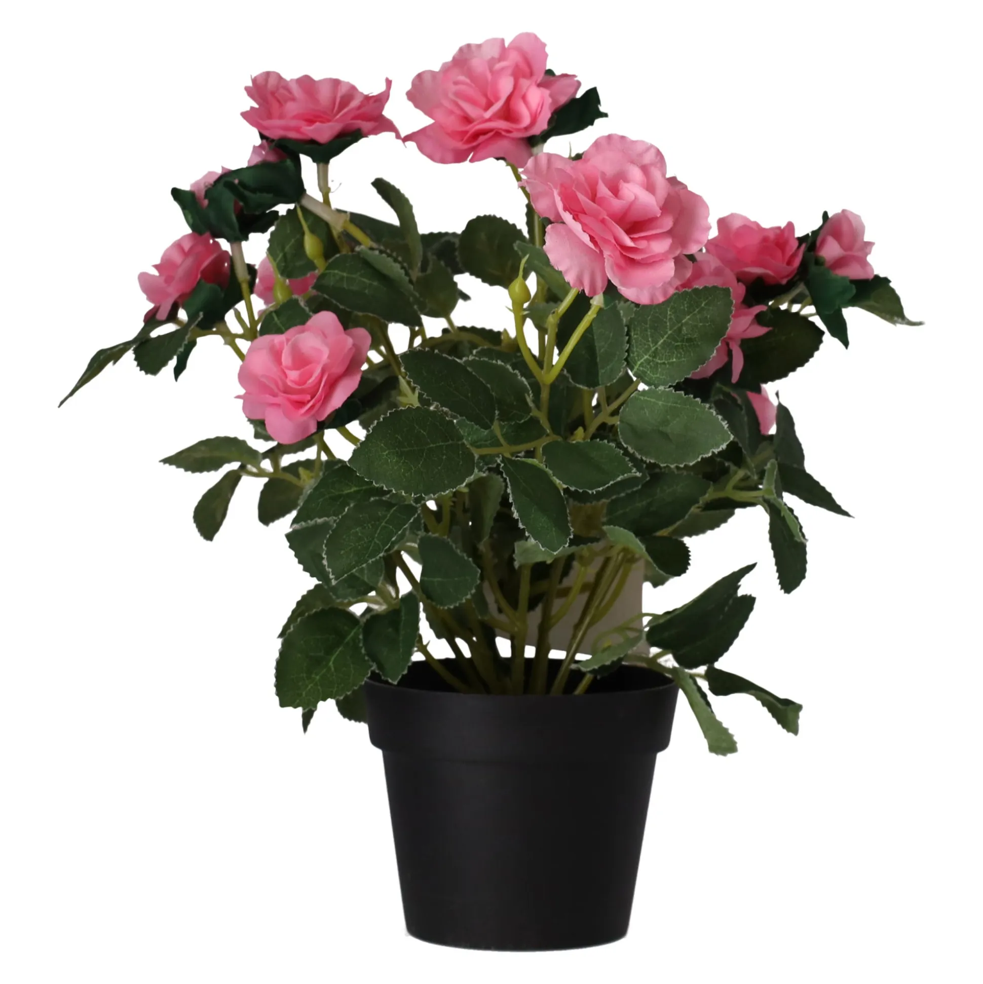 Plant met roos, 3 assorti
