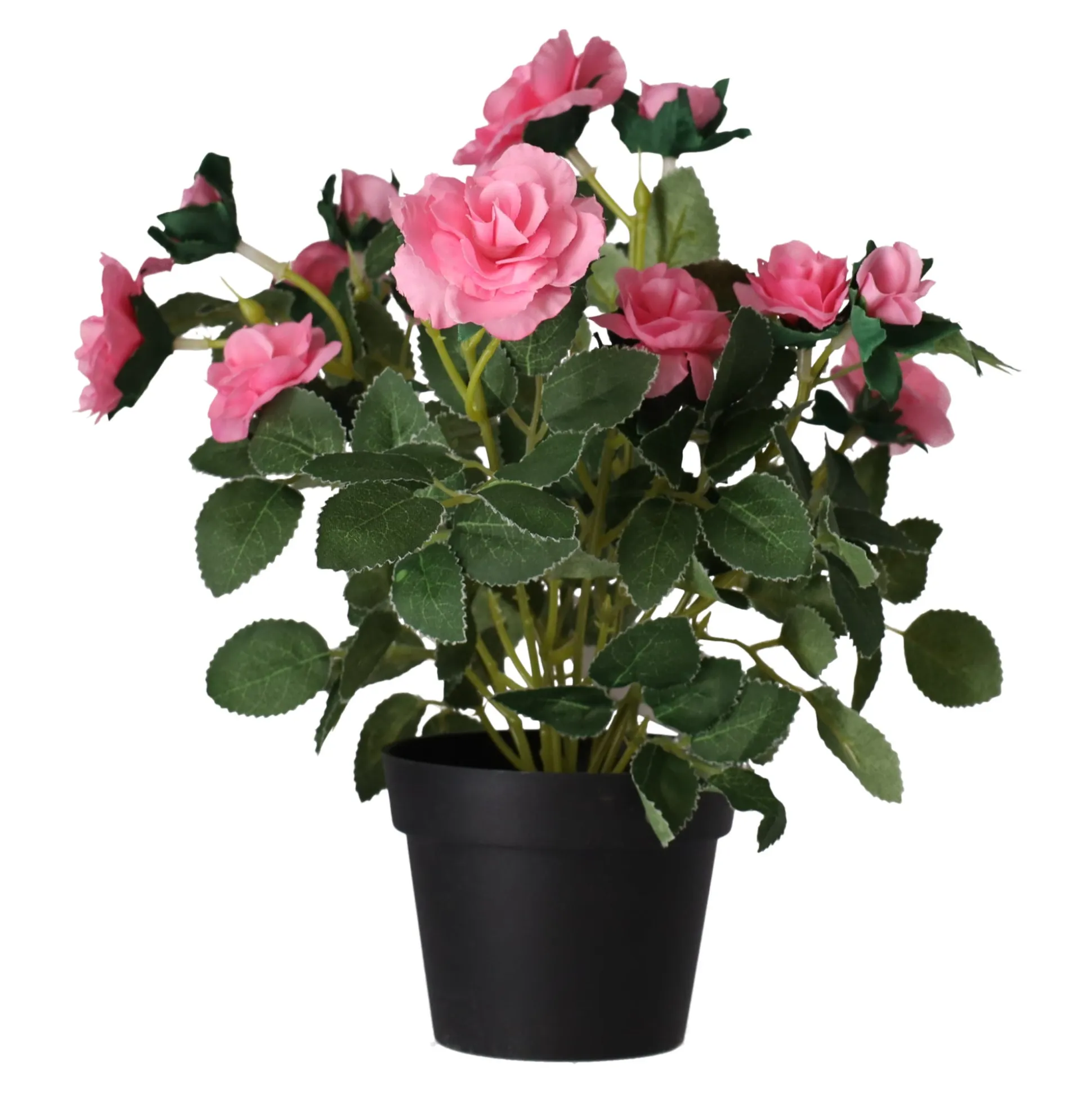 Plant met roos, 3 assorti