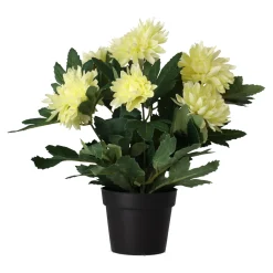 Plant P 4 assorti