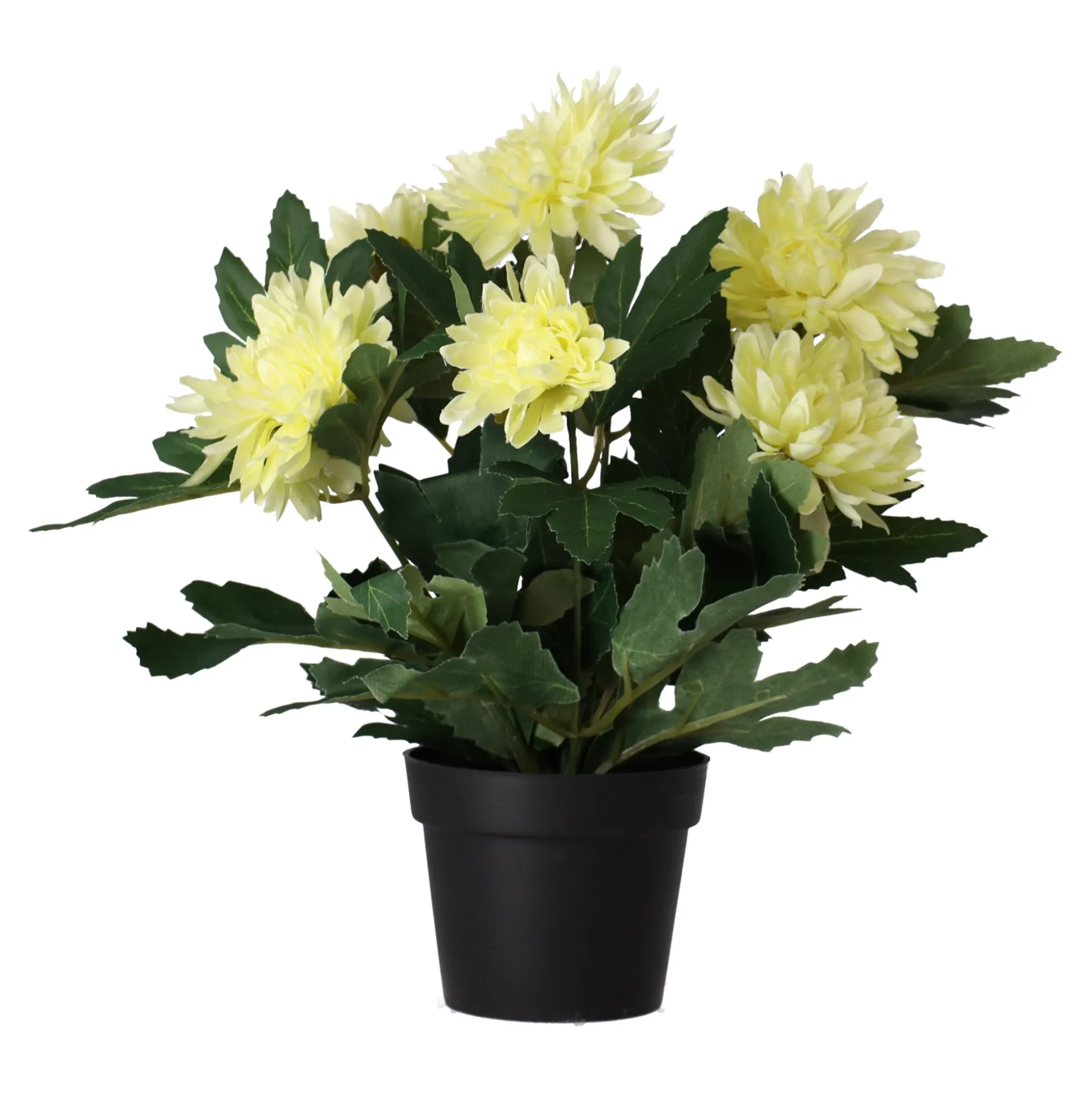 Plant P 4 assorti