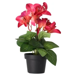Plant Q 12 assorti