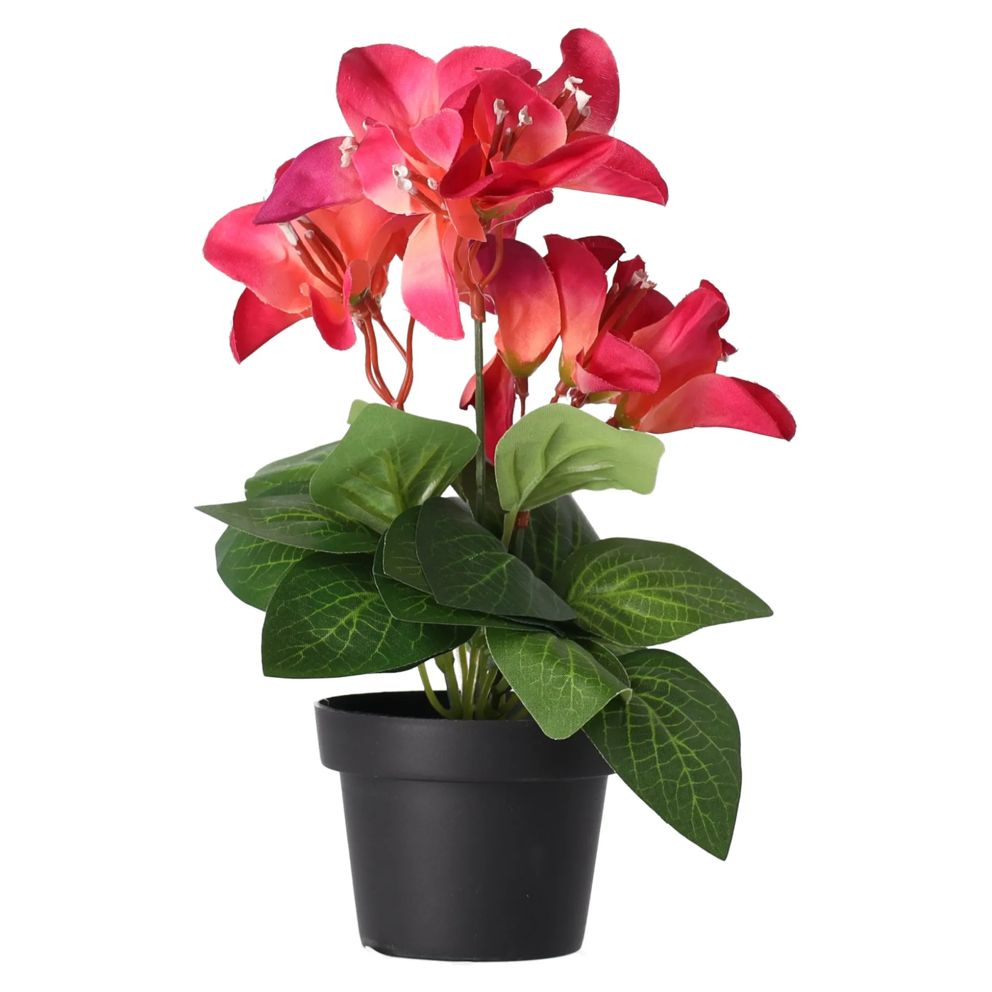 Plant Q 12 assorti