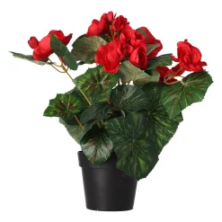 Plant R 4 assorti
