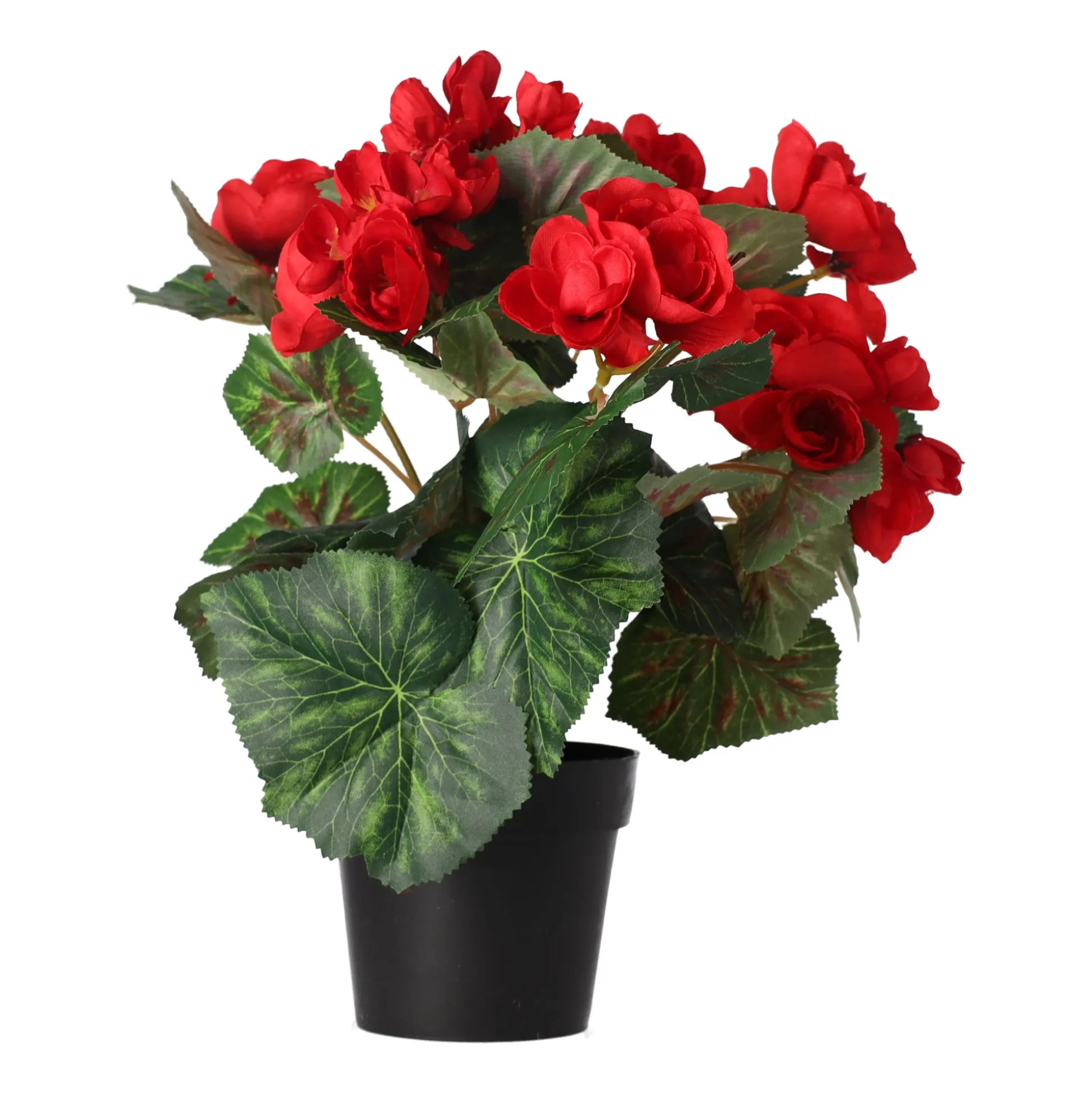 Plant R 4 assorti