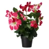 Plant S assorti