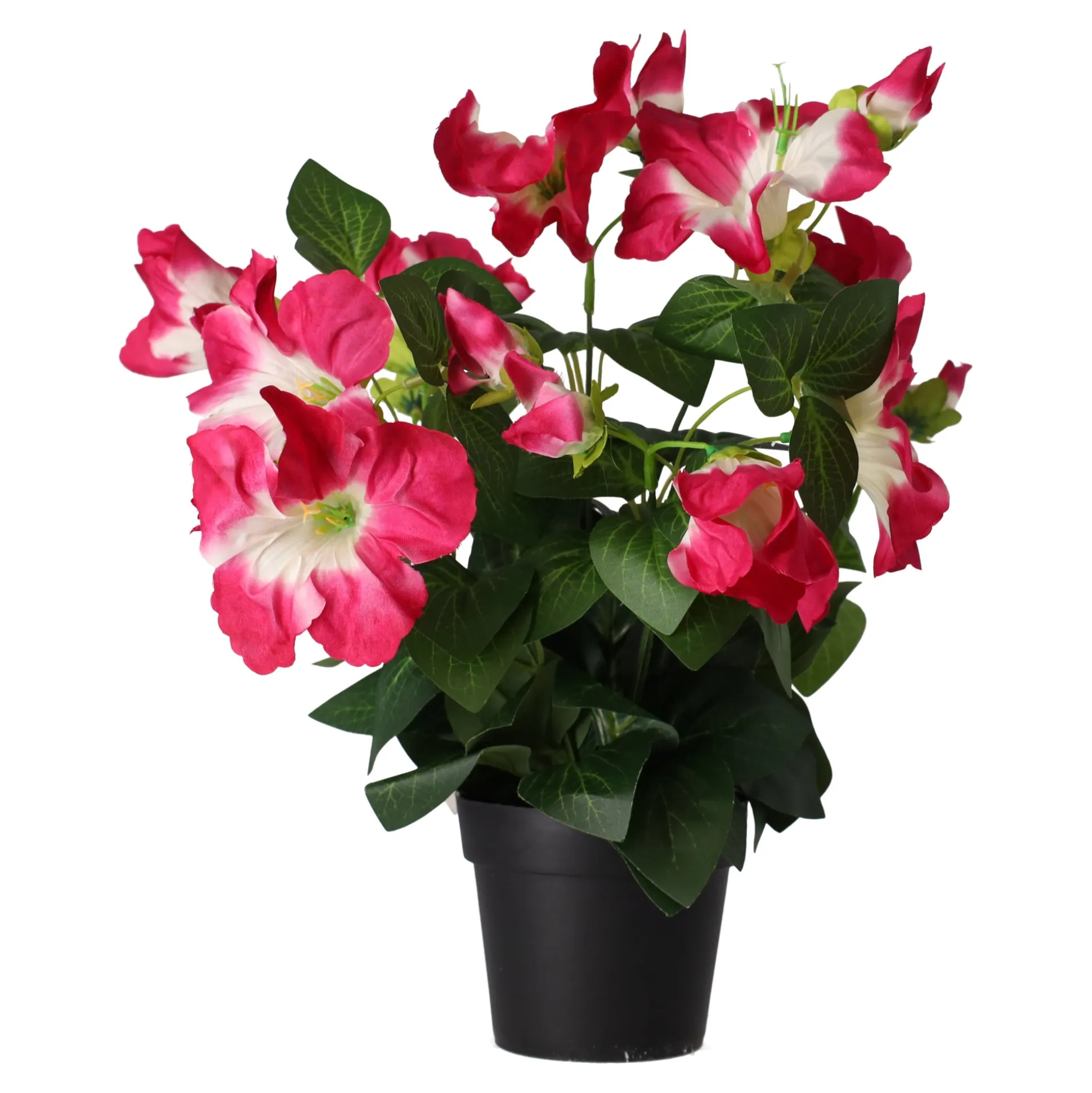 Plant S assorti