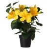 Plant T 4 assorti