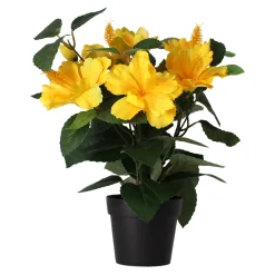Plant T 4 assorti