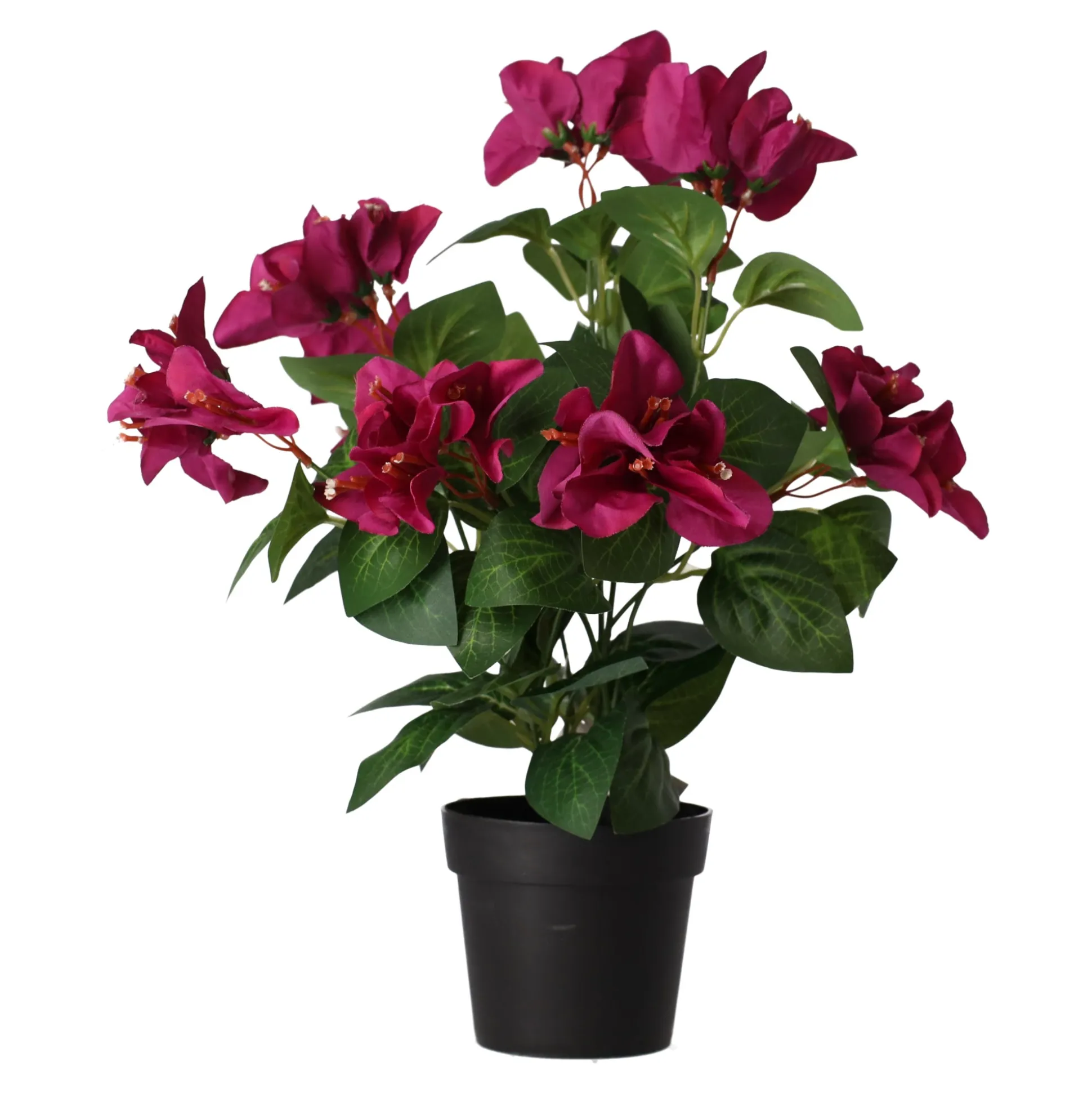 Plant V 4 assorti