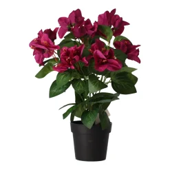 Plant V 4 assorti