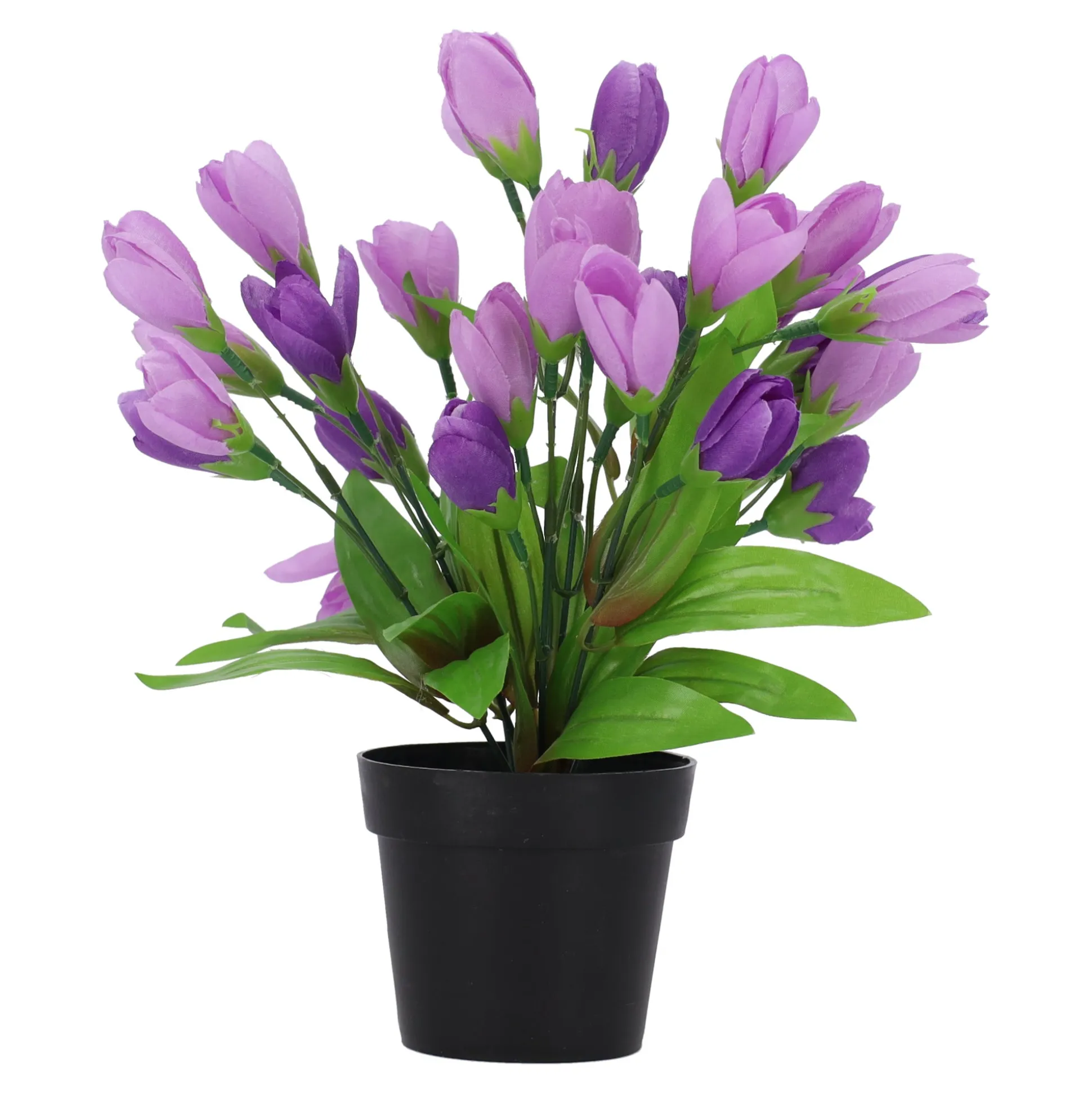 Plant W 4 assorti