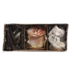 Schelpen 18 x 6 cm 3 assorti