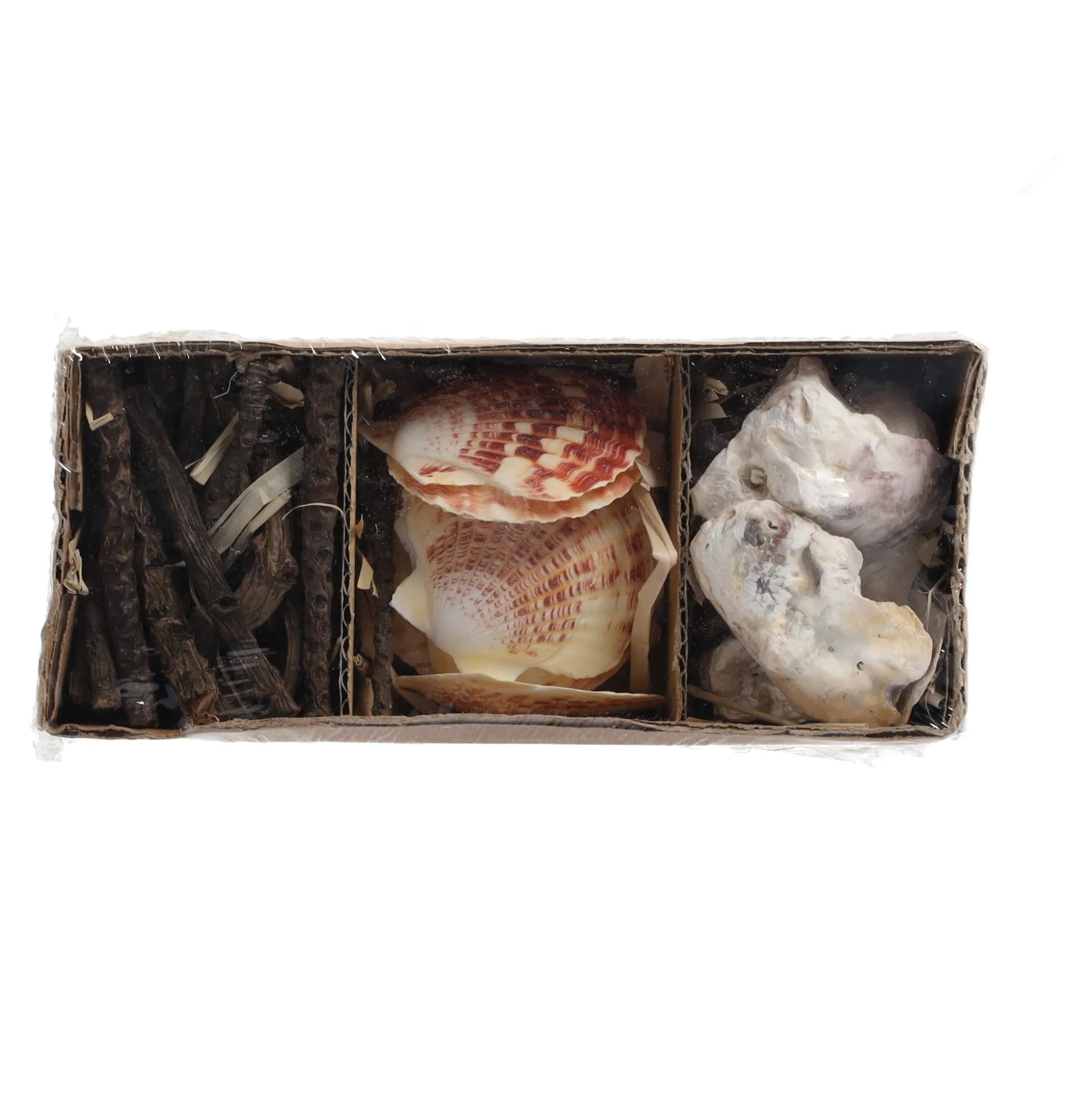 Schelpen 18 x 6 cm 3 assorti