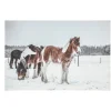 Schilderij LED paarden 60 x 40 cm