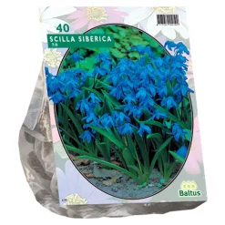 Scilla Siberica per 40