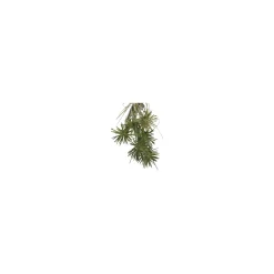 Tak bloem Anneleen groen