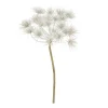 Tak Hogweed creme 76 cm