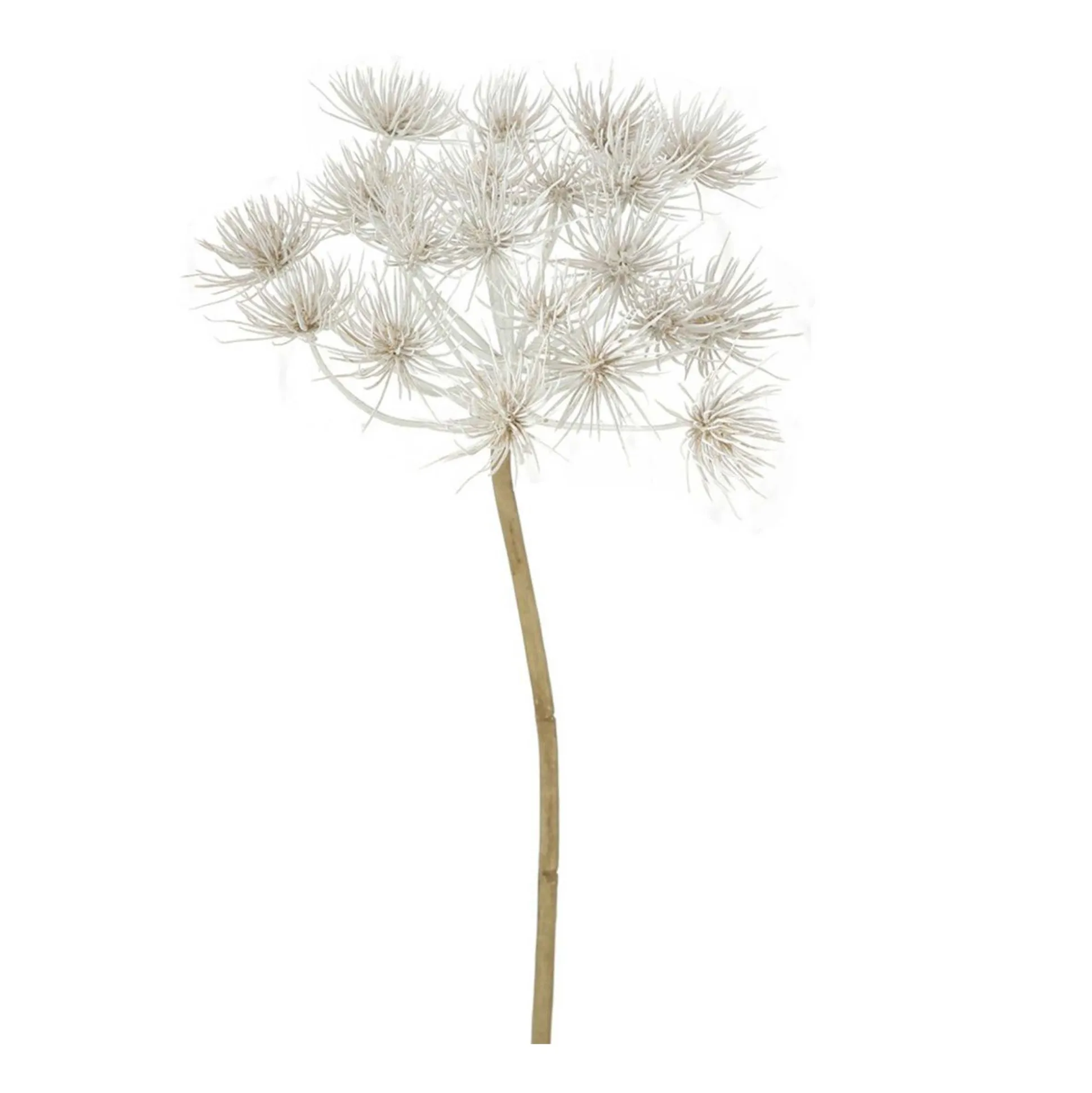 Tak Hogweed creme 76 cm