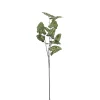 Tak Syngonium groen 78 cm