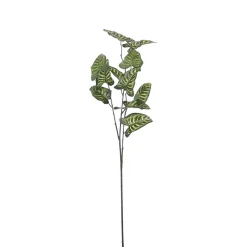 Tak Syngonium groen 78 cm