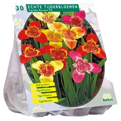 Tigridia Pavonia mix per 30