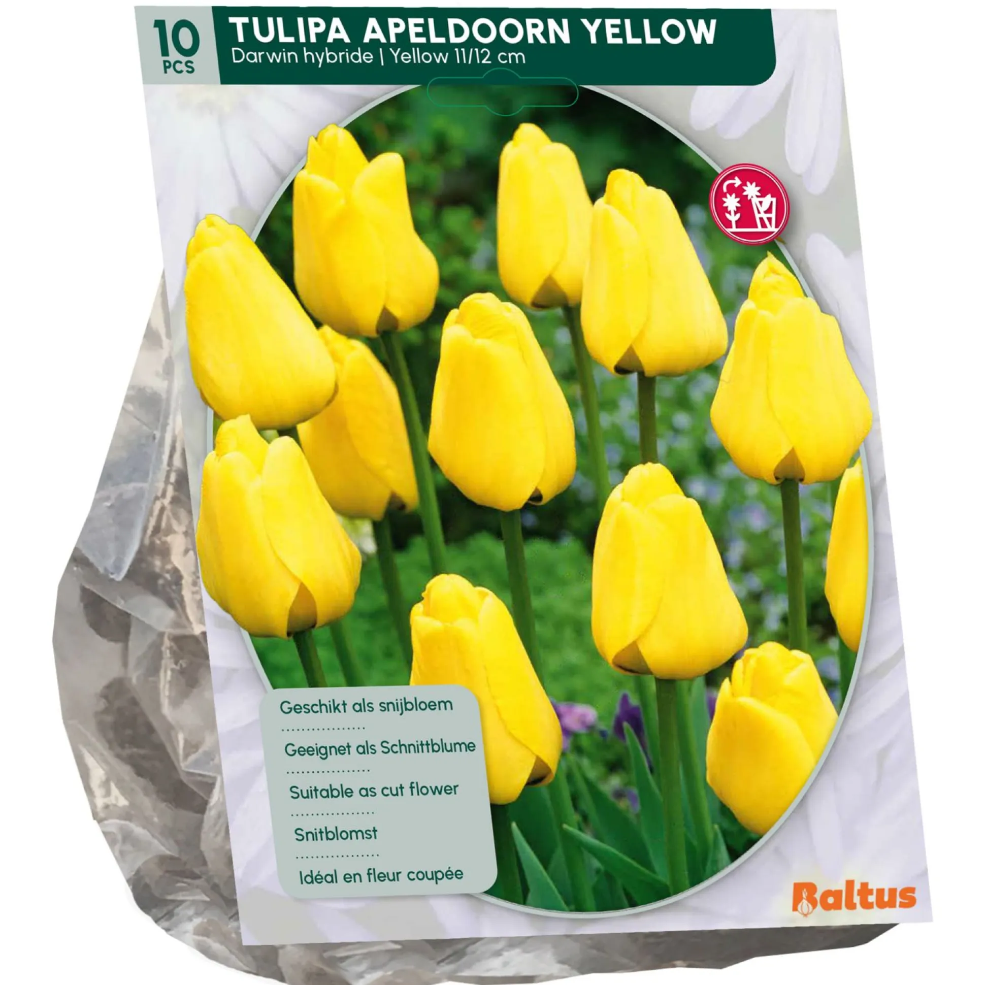 Tulipa Apeldoorn Geel Darwin per 10