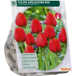 Tulipa Apeldoorn Rood Darwin per 10