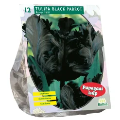 Tulipa Black Parrot Parkiet per 12
