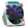 Tulipa Blue Parrot Parkiet per 12