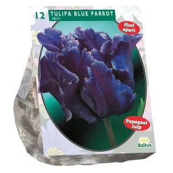 Tulipa Blue Parrot Parkiet per 12