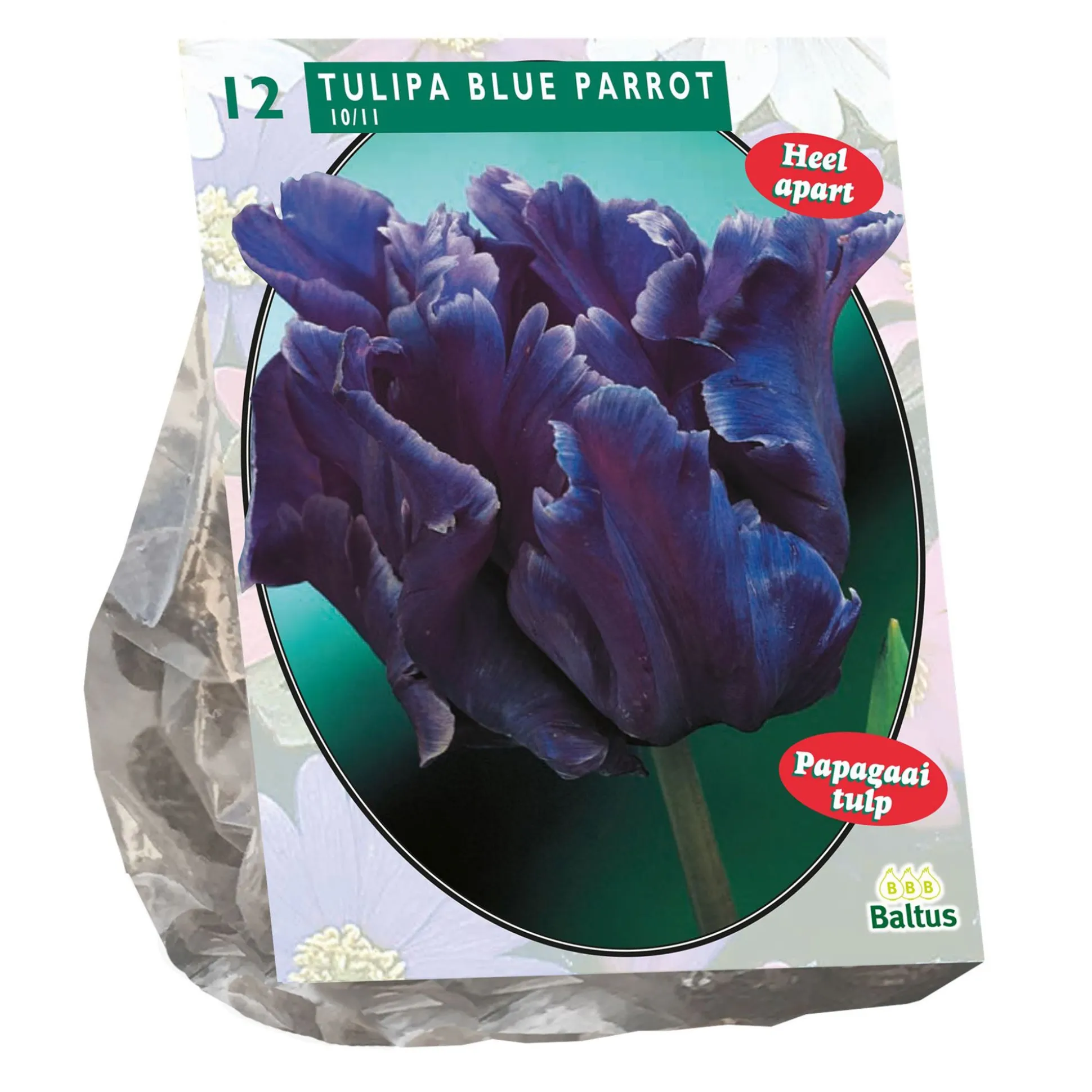 Tulipa Blue Parrot Parkiet per 12