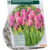 Tulipa Don Quichotte Triumph per 12