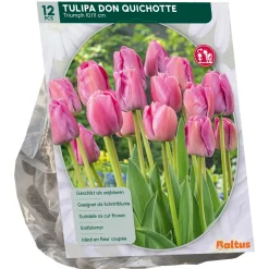 Tulipa Don Quichotte Triumph per 12