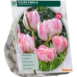 Tulipa Dubbel Laat Finola per 10