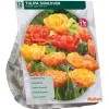 Tulipa Dubbel Laat Sunlover per 12