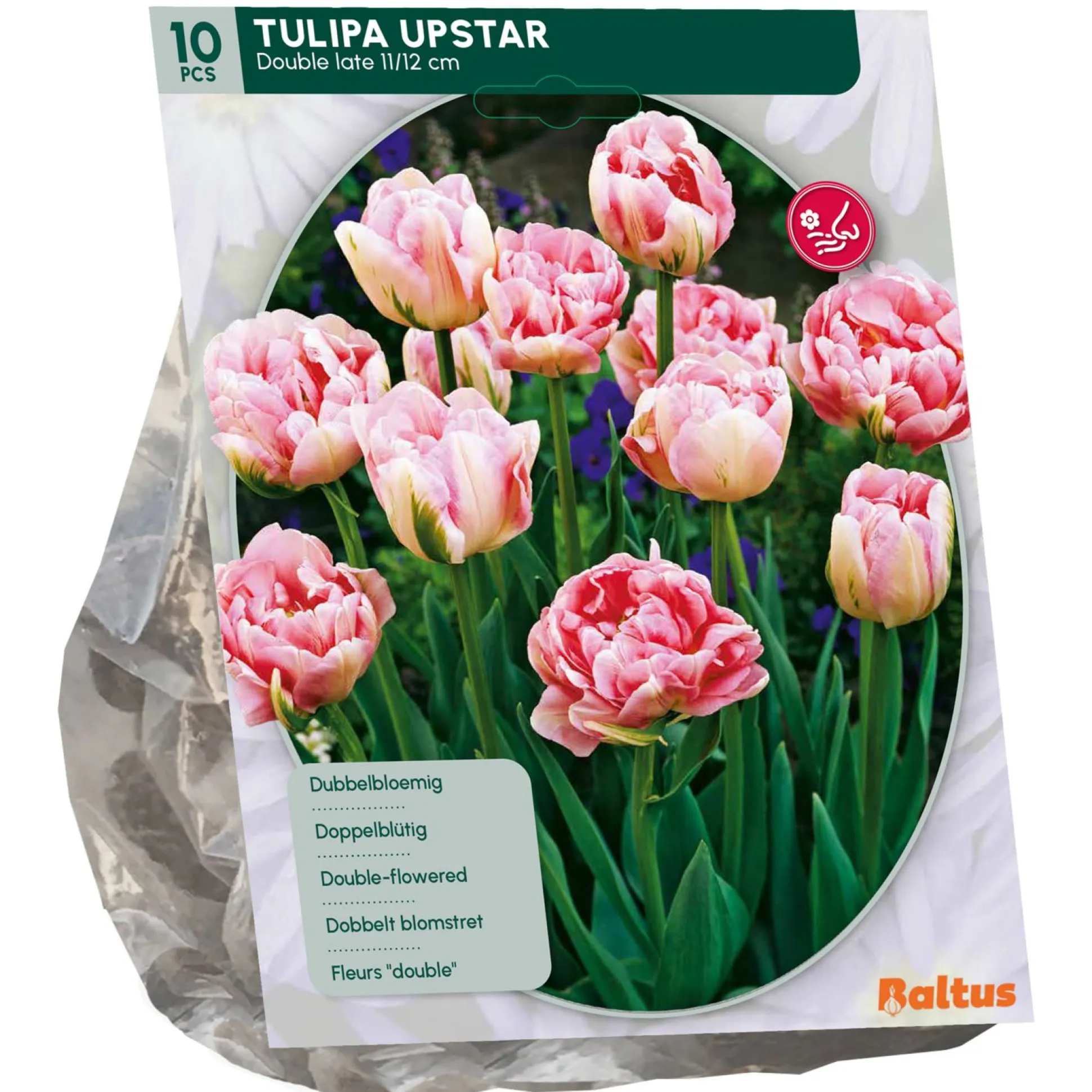 Tulipa Dubbel Laat Upstar per 10