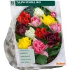 Tulipa Dubbel Mix per 15
