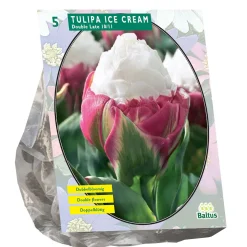 Tulipa Ice Cream bloembollen per 5