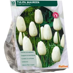 Tulipa Maureen Enkel Laat per 10