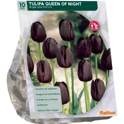 Tulipa Queen of Night Enkel Laat per 10