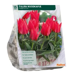 Tulipa Roodkapje Greigii per 15