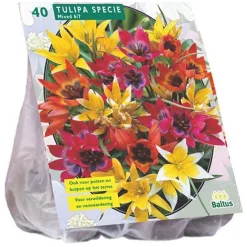 Tulipa Specie mix per 40