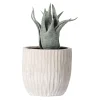 Vetplant decoratie 8 cm diverse uitvoeringen