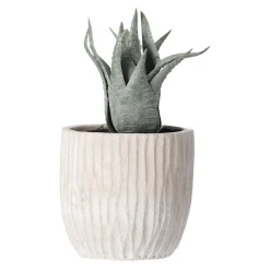 Vetplant decoratie 8 cm diverse uitvoeringen
