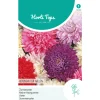 Zomeraster Koningin der Hallen Mix