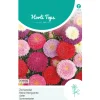 Zomeraster Pompon Mix