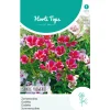 Zomerazalea Enkelbloemig Mix