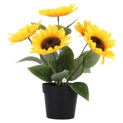 Zonnebloem in pot